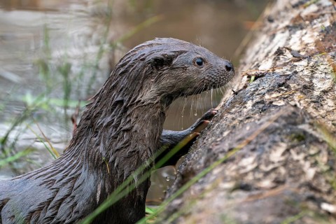 Young european otter (Lutra lutra)