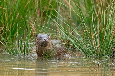 Young european otter (Lutra lutra)