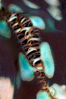 Detail