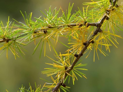 European larch (Larix decidua)