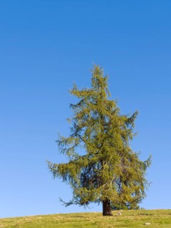 Larch meadows on the Salten