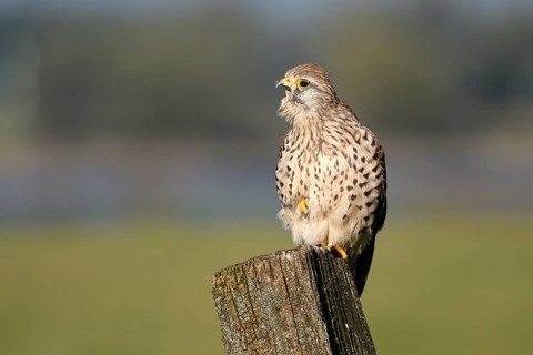 Common kestrel (Falco tinnunculus)