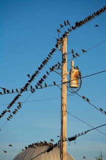 Flock