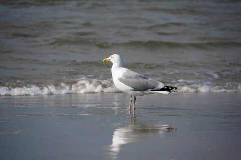 European herring gull (Larus argentatus) standing on the edge of the wave