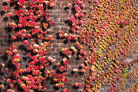Wild vine (Parthenocissus tricuspidata)