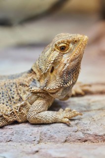 Frilled lizard (Chlamydosaurus kingii)