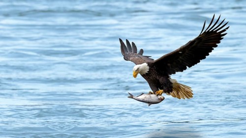 Eagle flying with a fish in its claws on the water