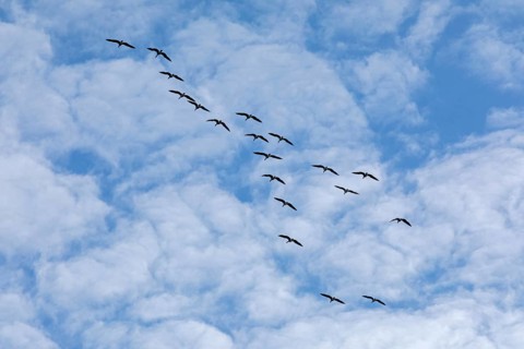 Flock of wild geese