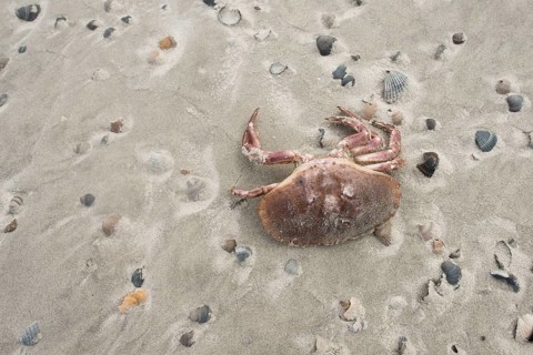 Dead european green crab (Carcinus maenas) between mussel shells on the beach