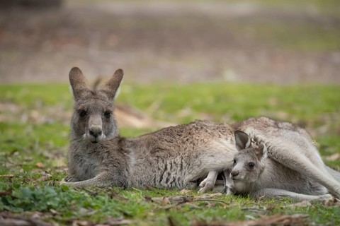 Eastern grey kangaroo (Macropus giganteus) adult female with a juvenile baby joey