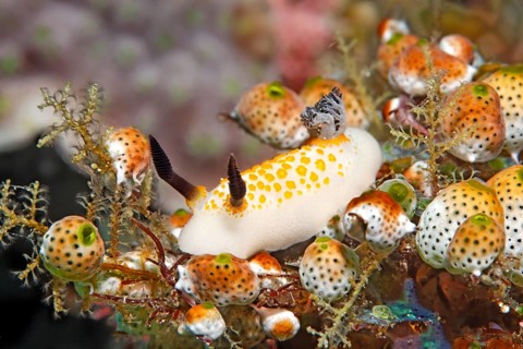 Yellow-spotted star snail (Cadlinella sp.) Nudibranch