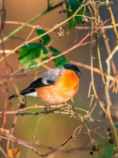 Eurasian Bullfinch (Pyrrhula pyrrhula)