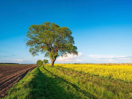 Cultivated landscape in spring