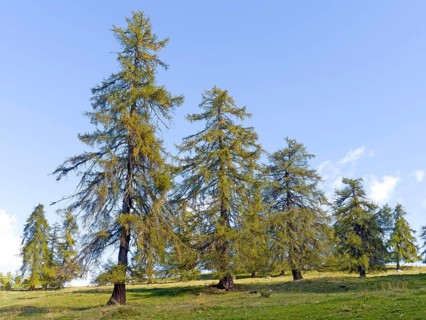 Larch meadows on the Salten