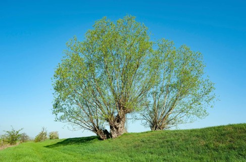 Old quaking willows (Salix fragilis) standing on a dam
