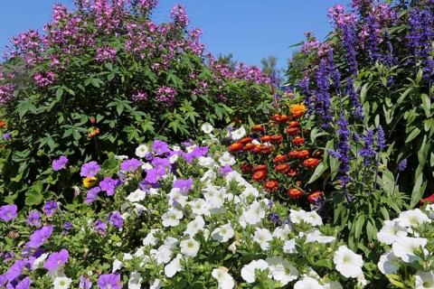Petunias (Petunia)