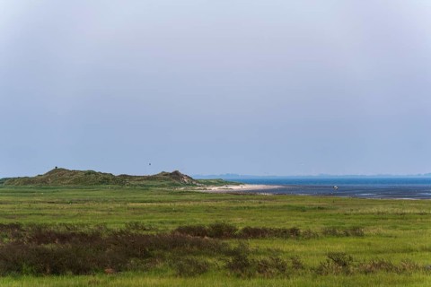 Coastal salt marshes