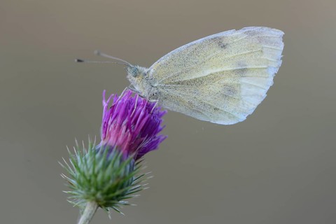 Small cabbage white (Pieris rapae) butterfly