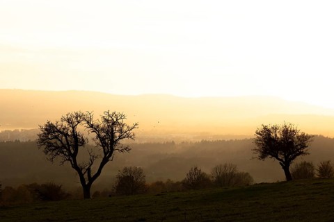 Bare trees in the forest near Liggeringen