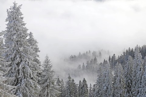 Snowy landscape