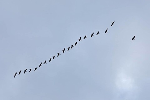Flock of wild geese