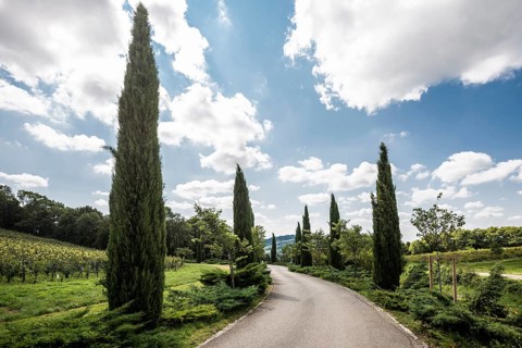 Path with cypresses