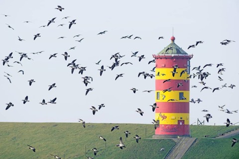 Barnacle geese (Branta leucopsis) at Pilsum lighthouse