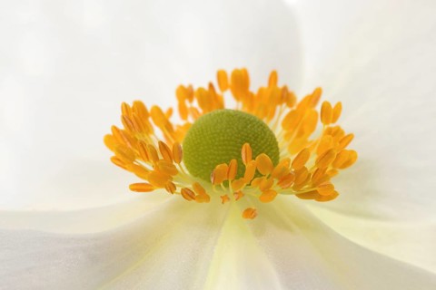 White chinese anemones (Anemone hupehensis)