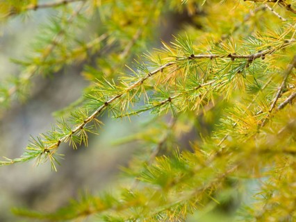 European larch (Larix decidua)