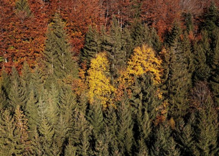 Drone image