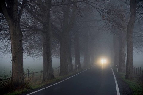 Avenue of trees in early morning fog