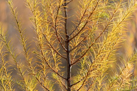 European larch (Larix decidua)