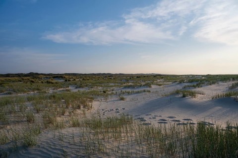 Marram Grass
