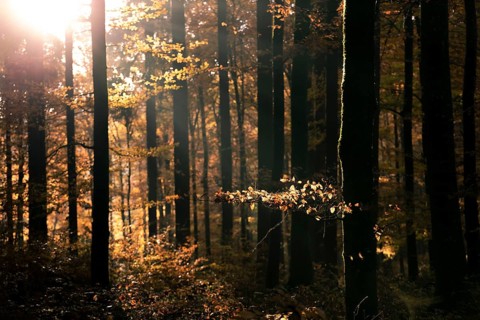 Afternoon sun in the beech forest near Liggeringen
