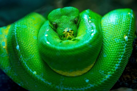 Green boomslang (Dispholidus typus)