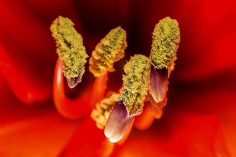 Red amaryllis