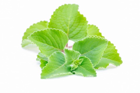 Panikoorka (Plectranthus Amboinicus) plant isolated on white background
