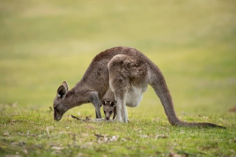 Eastern grey kangaroo (Macropus giganteus) adult female with a juvenile baby joey in it's pouch