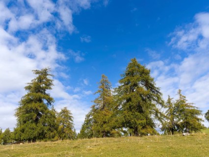 Larch meadows on the Salten