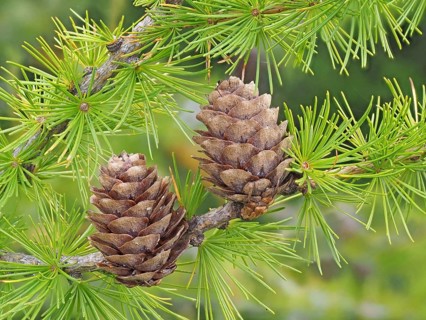 Larch cones and european larch (Larix decidua)