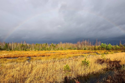 Autumn storm with rainbow in moor landscape