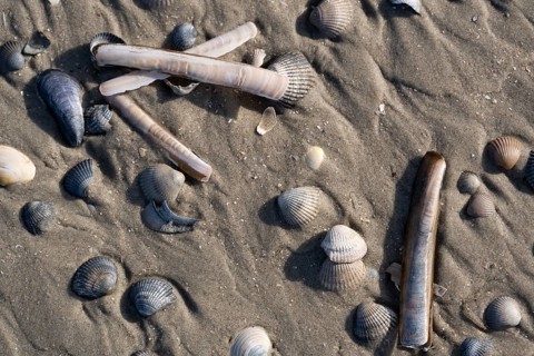 Mussels