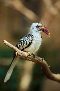 Northern red-billed hornbill (Tockus erythrorhynchus)
