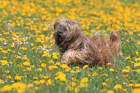 Lhasa Apso running in yellow flower meadow