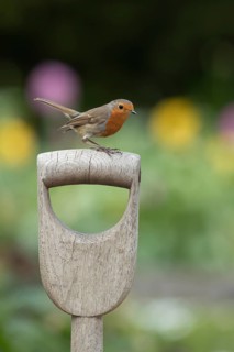 European robin (Erithacus rubecula) adult bird on a garden fork handle