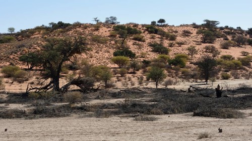 Timber collection in the Auob Riverbed