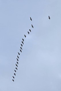 Flock of wild geese