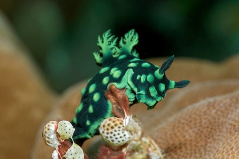 Variable neon slug (Nembrotha kubaryana)