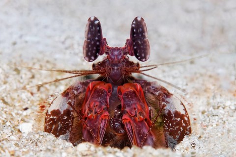 Spear mantis shrimp (Lysiosquillina lisa)