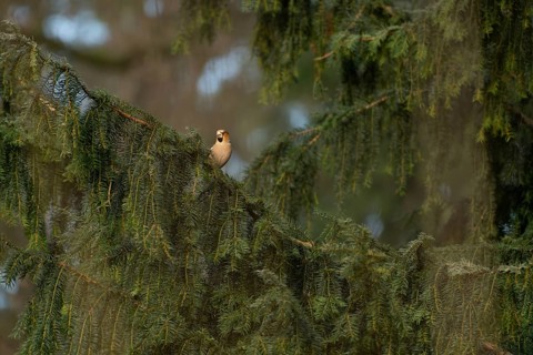 Hawfinch (Coccothraustes coccothraustes) on a conifer in the park